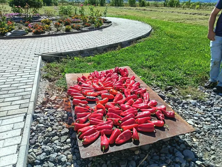 Gustul toamnei – am copt ardei împreună